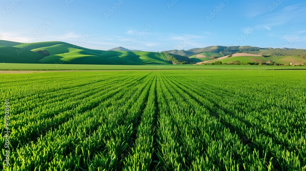Naklejka premium A vast expanse of lush green fields stretching to the horizon under a clear blue sky, with gently rolling hills in the background.