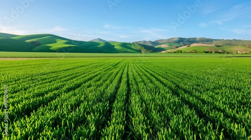 A vast expanse of lush green fields stretching to the horizon under a clear blue sky, with gently rolling hills in the background.