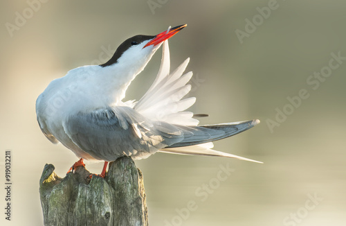 Common Tern photo