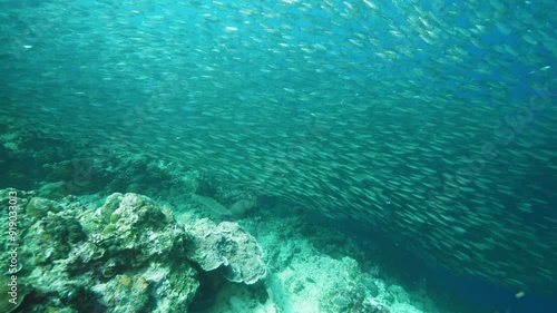 Wallpaper Mural Calm sardines school swims above rocks and corals in ocean Torontodigital.ca