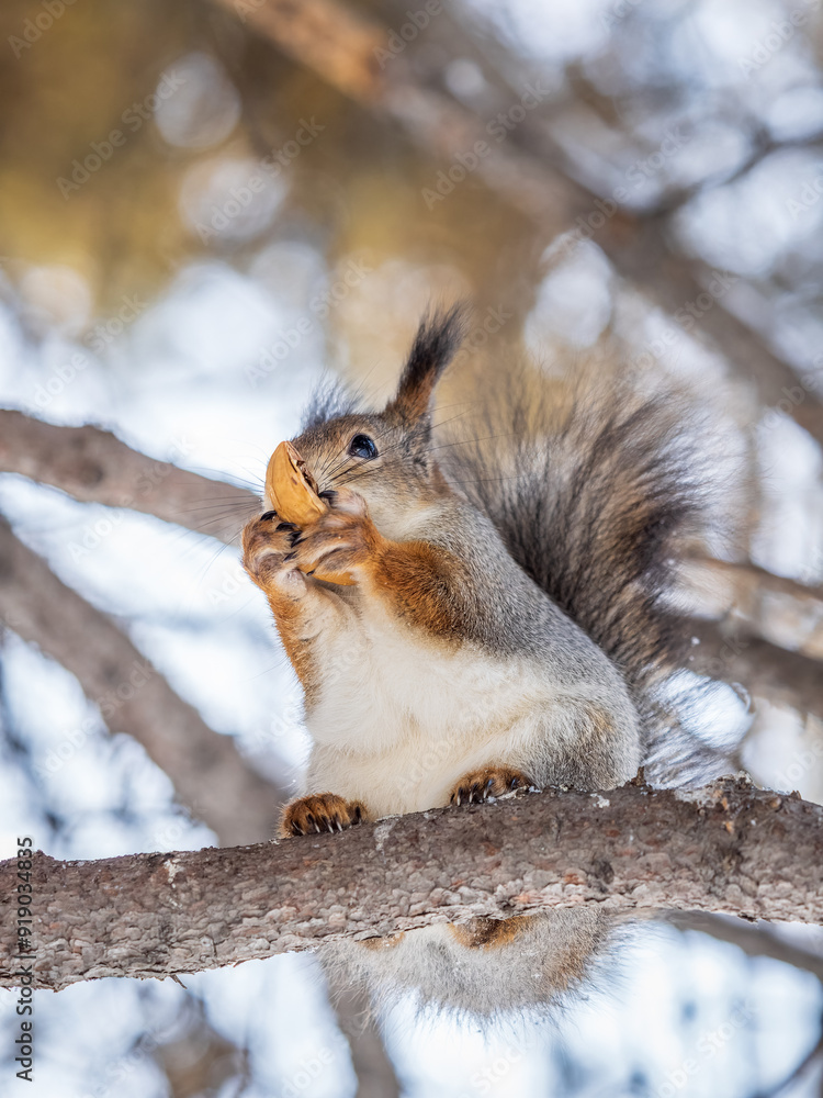 The squirrel with nut sits on tree in the winter or late autumn The squirrel with nut sits on tree in the winter or late autumn