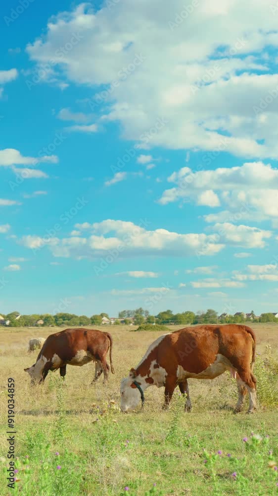 A peaceful rural scene with cows grazing in a green meadow under a blue sky A peaceful rural scene with cows grazing in a green meadow under a blue sky