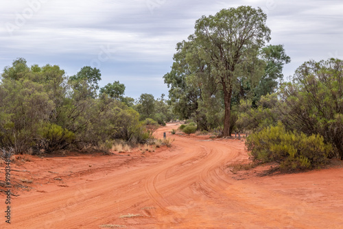 A red dirt unsealed road winds through mulga trees and other typical Australian outback trees with an overcast, cloudy sky as a background in Currawinya National Park in Queensland, Australia.