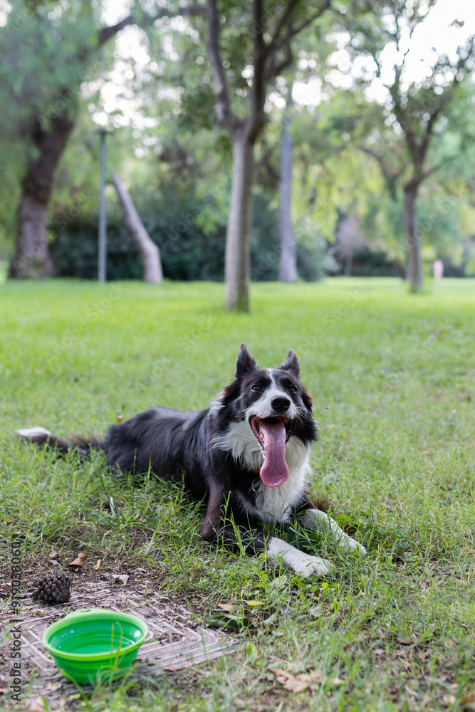 Obedient dog lying on green grass in park Obedient dog lying on green grass in park