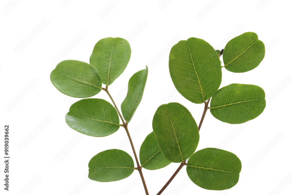 Naklejka premium leaves of carob tree isolated on white background