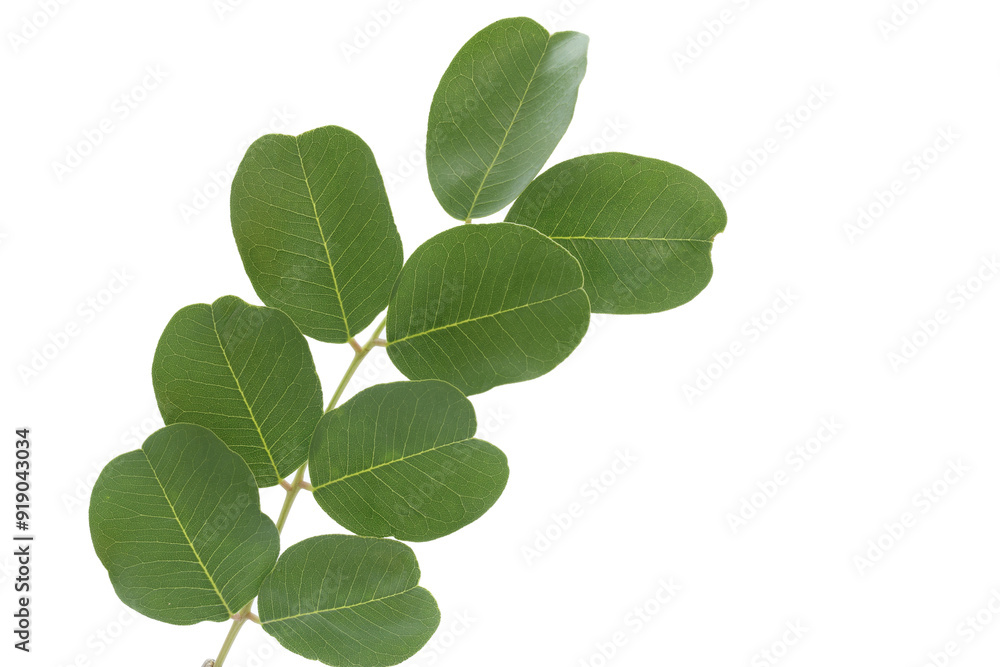 Fototapeta premium leaves of carob tree isolated on white background