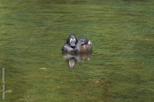 Female Tufted Duck photo