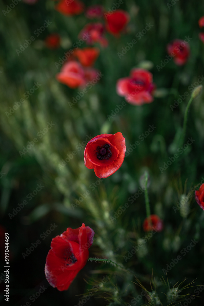 Obraz premium Blossoming poppies with gentle petals in field