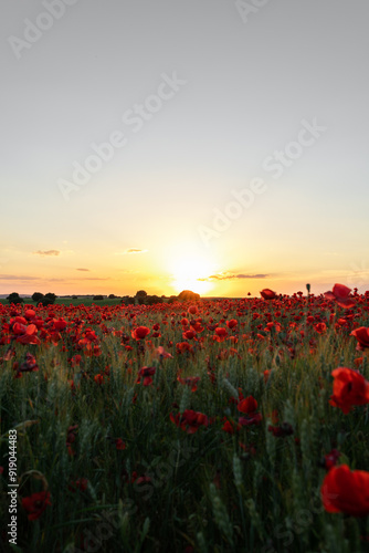 Blooming poppies in countryside field under sunset