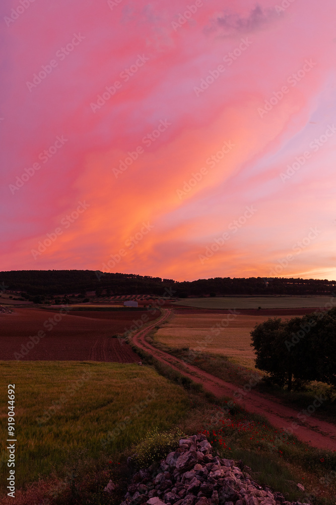 Curved path between plantations under sunset sky Curved path between plantations under sunset sky