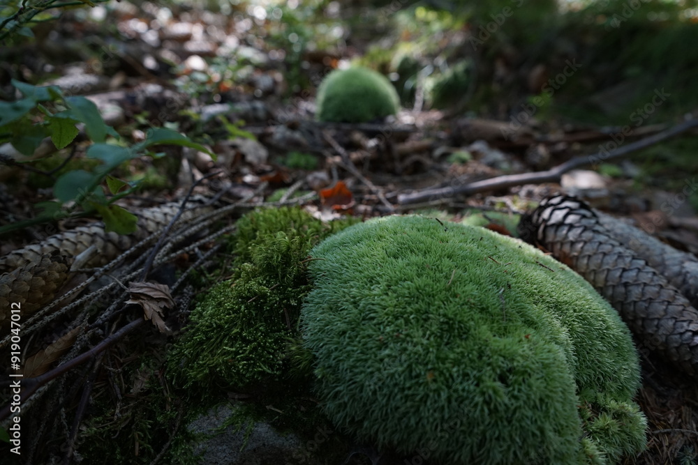Mossy Mounds in Forest