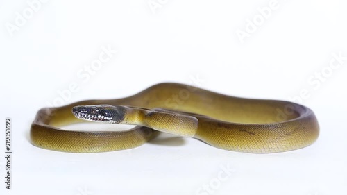 D'Albertis' python (Leiopython albertisii) white-lipped python snake isolated on white background photo