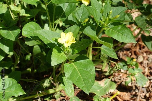 Wallpaper Mural Light yellow flower in the leafage of Mirabilis jalapa in September Torontodigital.ca