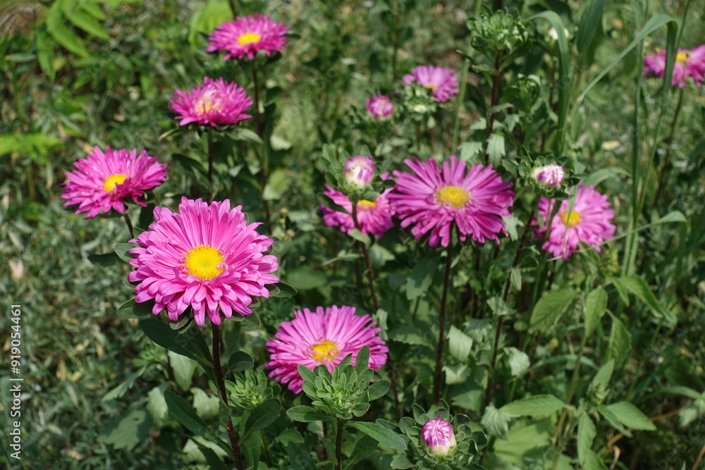 Saturated pink flowers of China aster in mid July Saturated pink flowers of China aster in mid July