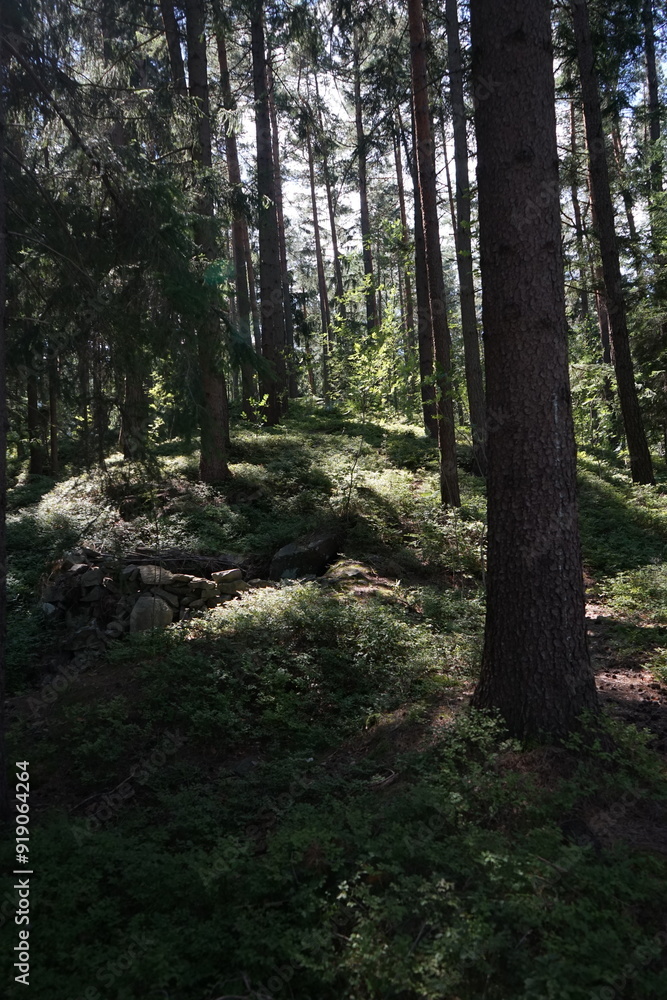 Sunlit Forest Slope Sunlit Forest Slope