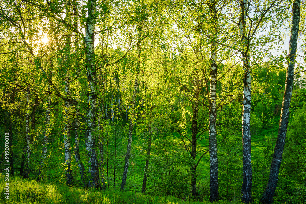 Naklejka premium Grove of birches with young green leaves at sunset or sunrise in spring or summer.