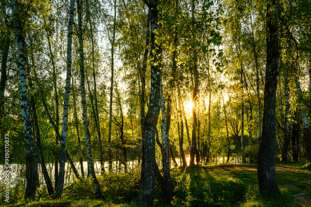 Sunrise or sunset near the pond with birches on a sunny summer day. Sunrise or sunset near the pond with birches on a sunny summer day.