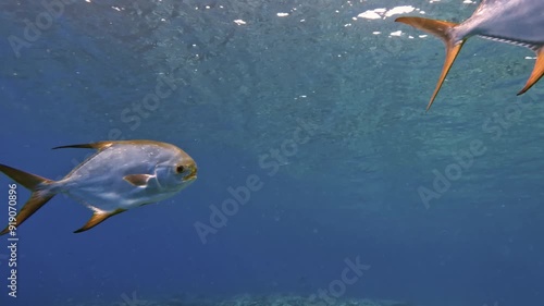 Pompano fishes swimming slowly above a coral reef in clear tropical ocean water photo