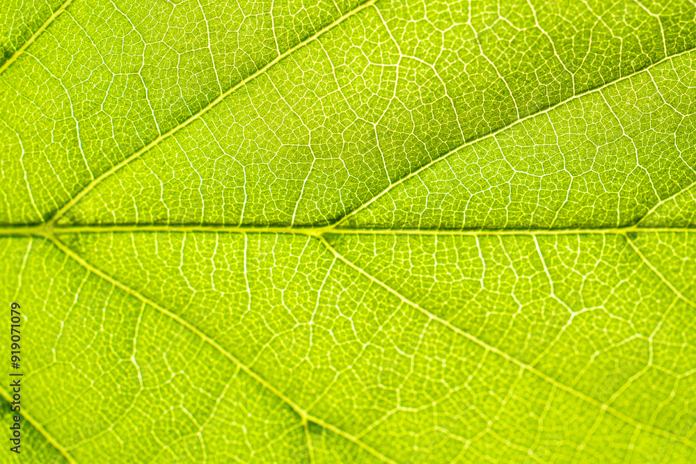 Macro shot of a leaf. Foliage nature background. Macro shot of a leaf. Foliage nature background.
