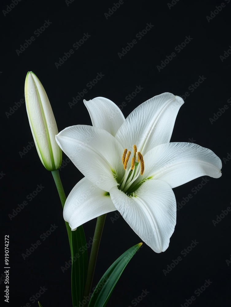 Fototapeta premium A close-up of a white lily flower with a budding bloom, showcasing its delicate petals and vibrant stamen against a dark background.
