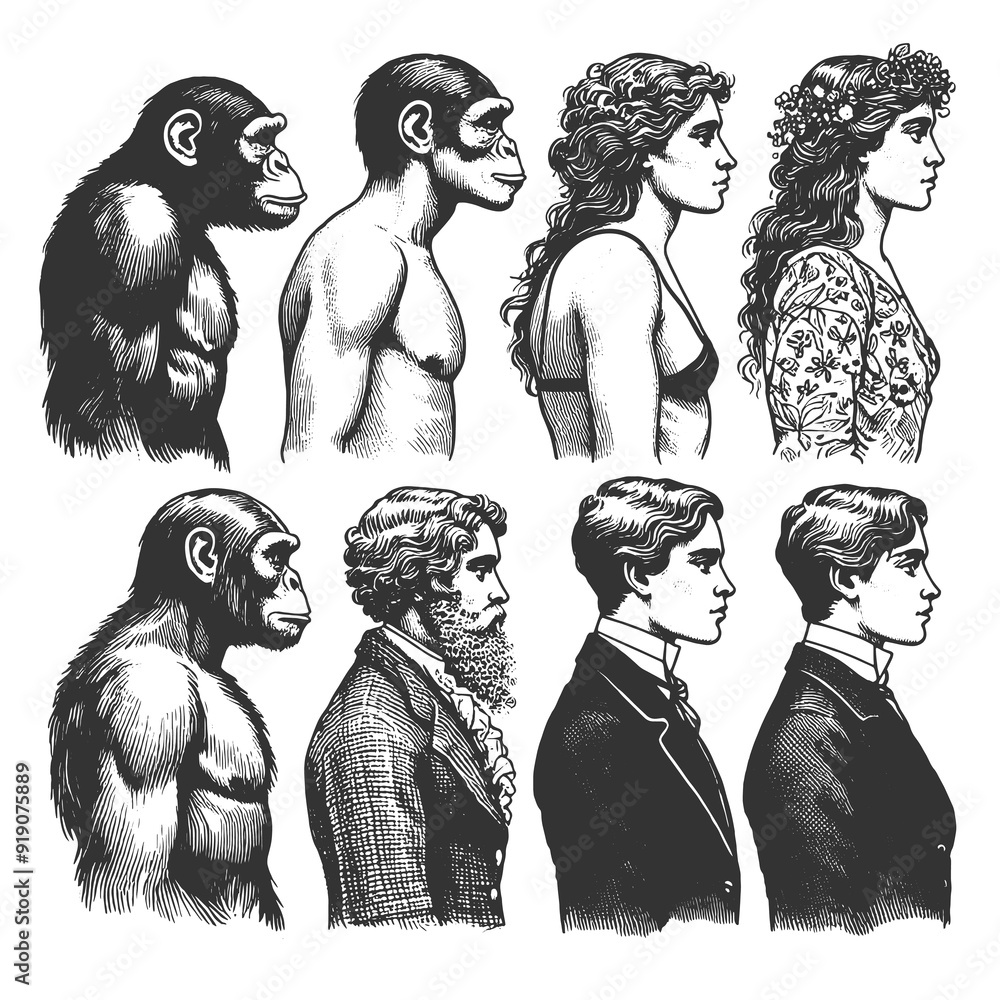 Male Evolution evolution progression of men and women from primates to modern humans ...