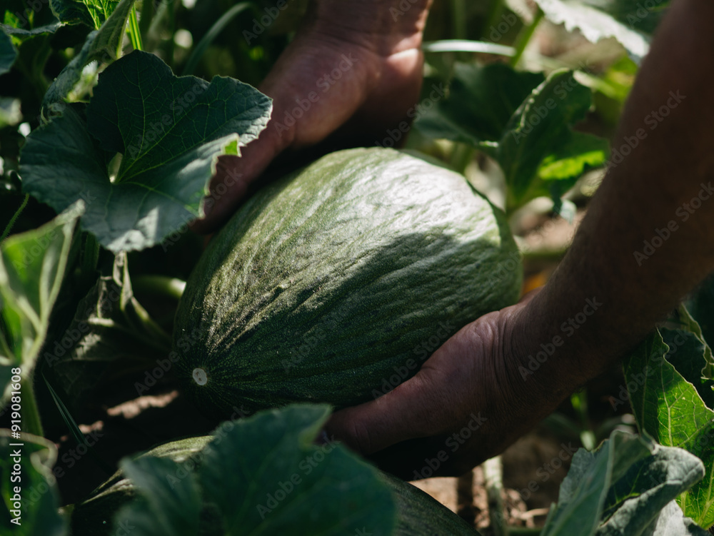 pumpkin in the garden field melon pumpkin in the garden field melon
