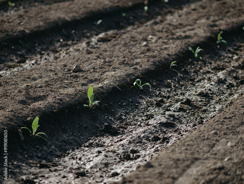 soil in the ground