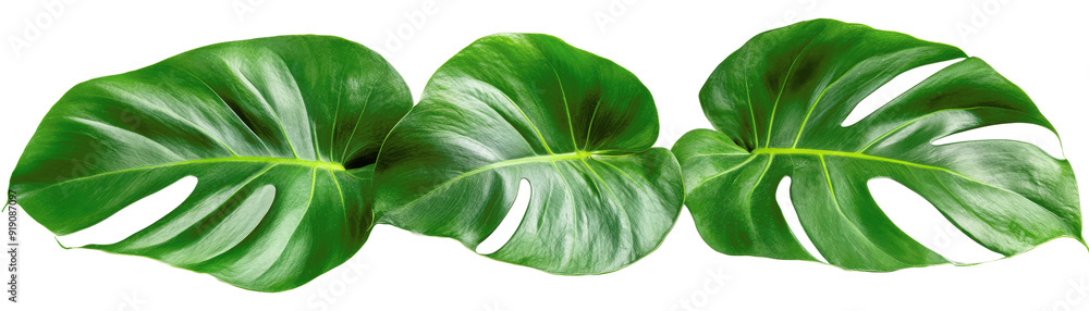 Fototapeta premium Three large green leaves are shown in a row