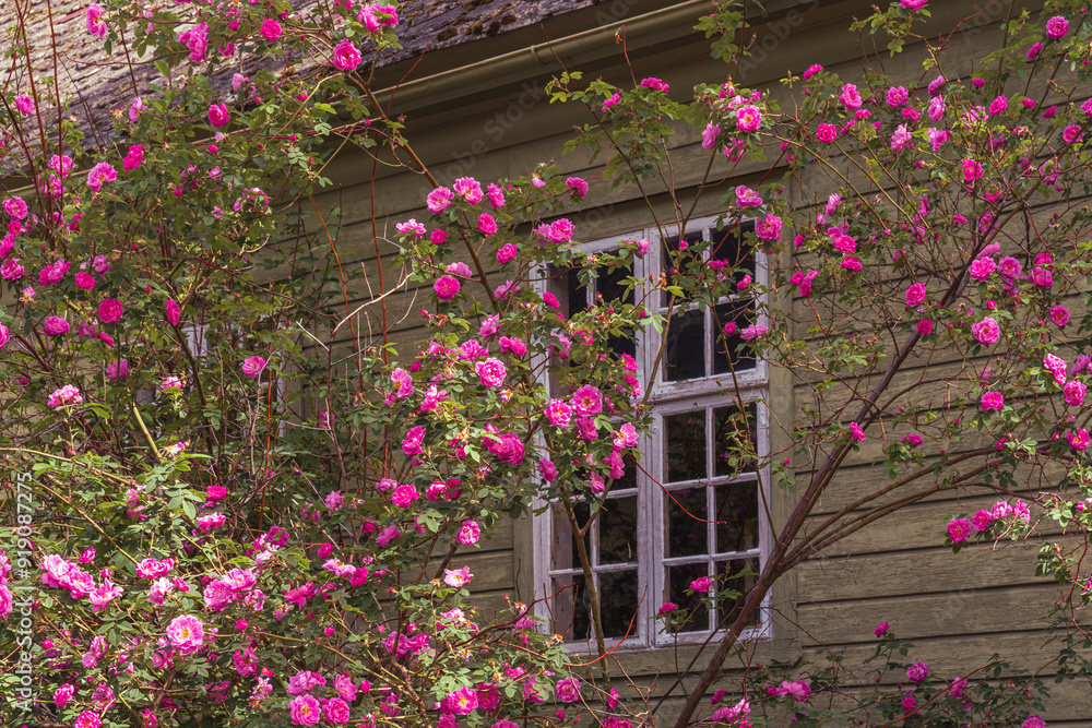 Summer roses of Lærdal in Norway. Summer roses of Lærdal in Norway.