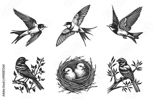Martin bird set. Sitting on the tree branch. Flies with its wings spread out to the sides. Swallow bird nest with little chicks. Lino cut style. Monochrome isolated vector clipart collection