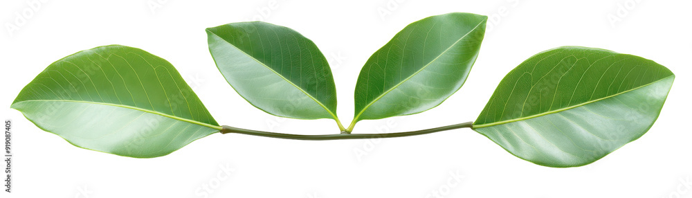 Obraz premium A leafy green branch with three leaves on it