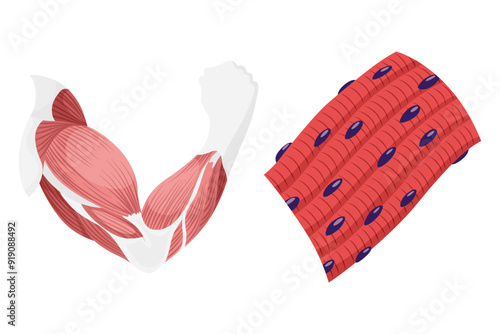 Skeletal muscle tissue with specific function. Medical poster design illustration. Science educational symbol