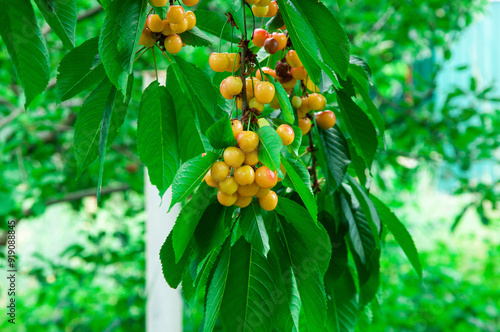 red yellow ripe cherries on a branch in the garden. Rainier cherries on a green branch