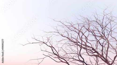 Bare Tree Silhouette Against a Pastel Sky