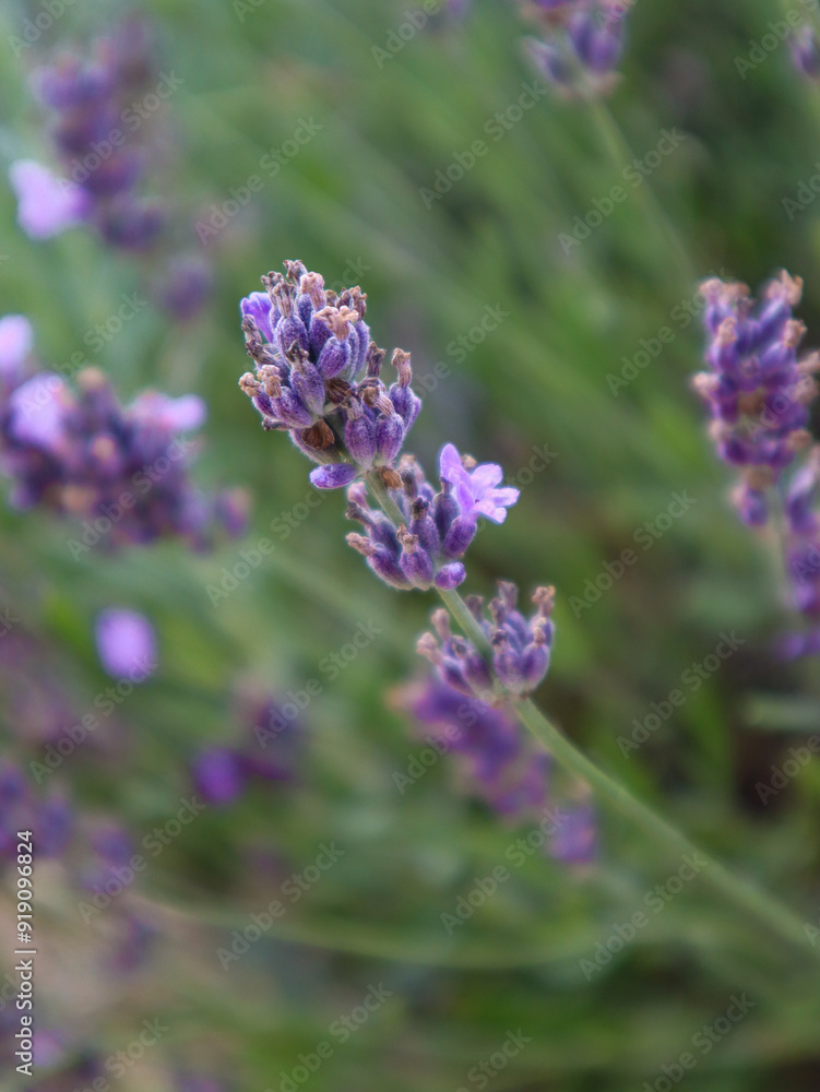 Fototapeta premium close up of lavender flowers