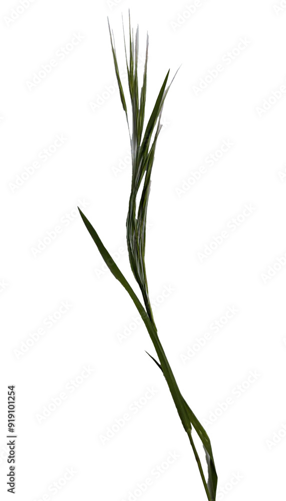 plant isolated on white plant isolated on white