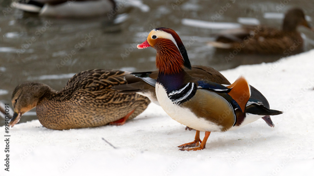 Mandarin duck in winter, Ducks in snow close-up. Mandarin duck in winter, Ducks in snow close-up.
