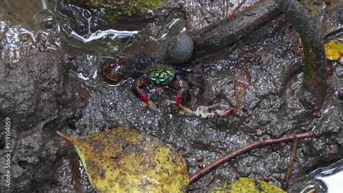 Face banded crab spotted moving and dragging a dead crab's body around the mudflats, scavenging on the leg of a dead crab, close up shot of intertidal marine wildlife ecosystem. photo