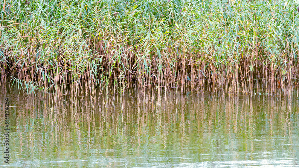 Reeds on the Baltic Sea, Coastal vegetation of the Baltic Sea bays Reeds on the Baltic Sea, Coastal vegetation of the Baltic Sea bays