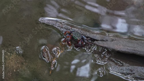 Face banded crab foraging on the fallen rotten leaf on a mangrove wetland environment, close up shot of the marine creature during low tide period. photo