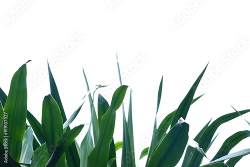 A tropical Dracaena loureiri Gagnep leaves on white isolated background for green foliage backdrop  photo