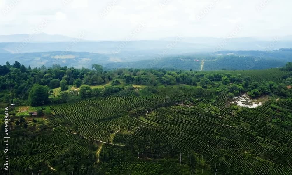Aerial View of Lush Green Hills: A stunning aerial view of rolling green hills, shrouded in mist, offers a serene and tranquil vista. The scene evokes a sense of peace and tranquility, inviting viewer Aerial View of Lush Green Hills: A stunning aerial view of rolling green hills, shrouded in mist, offers a serene and tranquil vista. The scene evokes a sense of peace and tranquility, inviting viewer