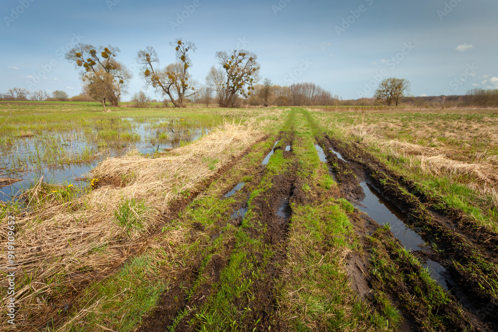 Rural road and meadow with trees after rain with puddles Rural road and meadow with trees after rain with puddles