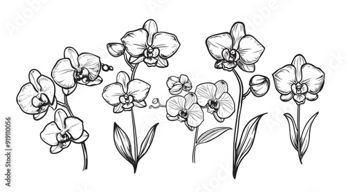 Hand drawn set with orchid flowers. Black and white vector illustration isolated on white