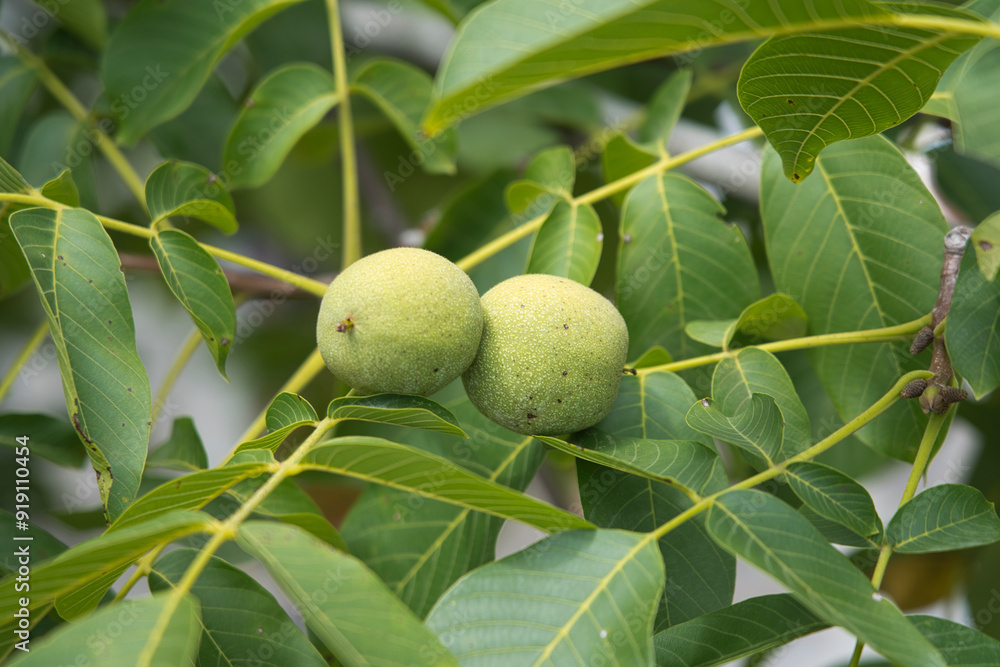 Blue Walnut Blue Walnut