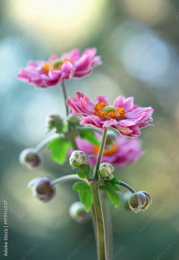 Różowe kwiaty Zawilców japońskich ( Anemone ) Różowe kwiaty Zawilców japońskich ( Anemone )