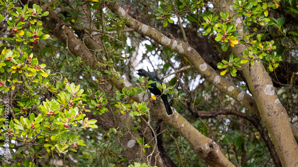 Fototapeta premium Scenic view of native New Zealand tui bird singing in a tree in Wellington Botanic Garden in NZ Aotearoa