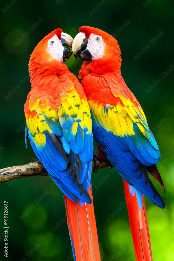Obraz premium Two Scarlet Macaw (Ara macao) quarreling together, Costa Rica.