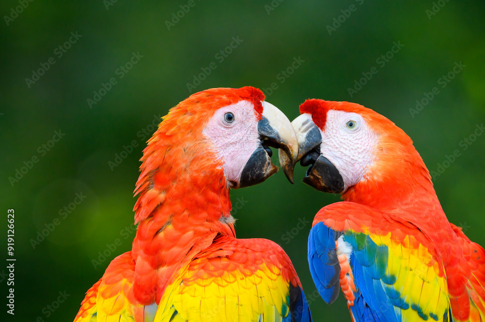 Two Scarlet Macaw (Ara macao) quarreling together, Costa Rica. Two Scarlet Macaw (Ara macao) quarreling together, Costa Rica.