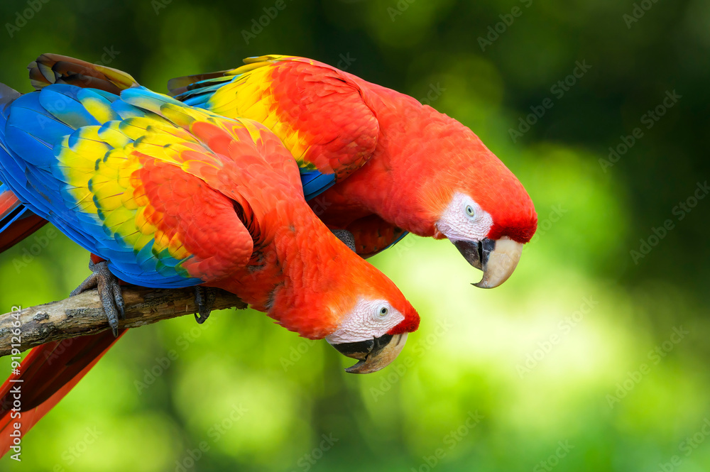 Two Scarlet Macaw (Ara macao) sitting on a branch, looking to each other, Costa Rica.